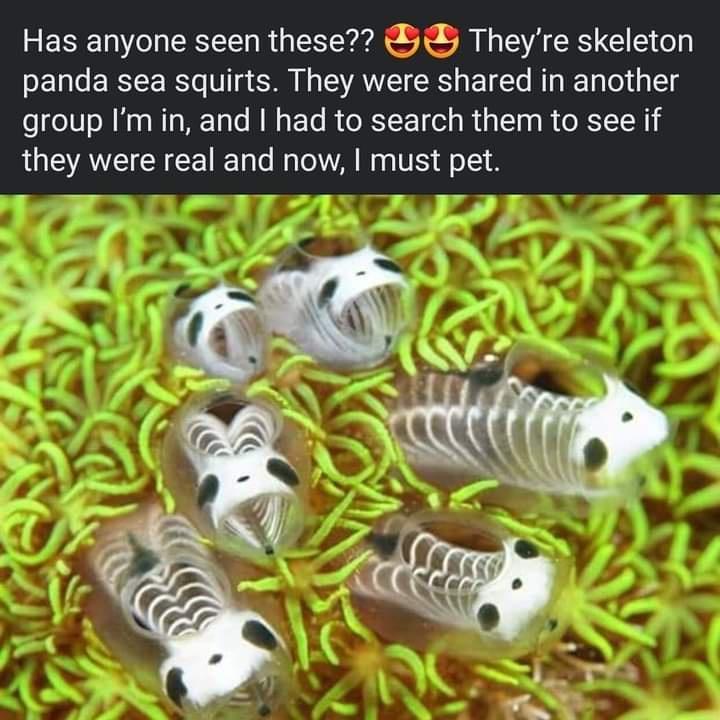 Has anyone seen these i Theyre skeleton panda sea squirts They were shared in another group Imin and had to search them to see if LS AVEICHCE Tl Tl A N g VS o1