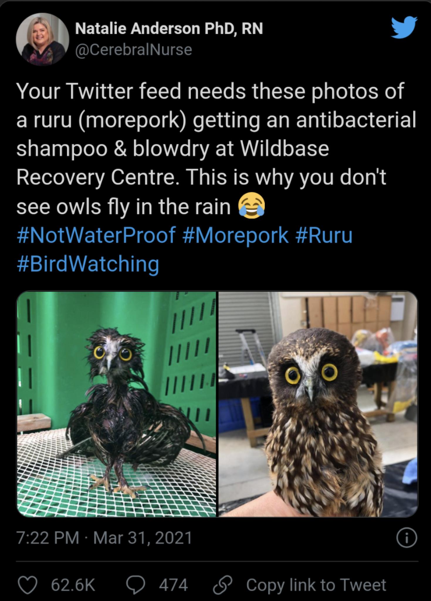 Natalie Anderson PhD RN 2 7 CerebralNurse Your Twitter feed needs these photos of a ruru morepork getting an antibacterial shampoo blowdry at Wildbase Recovery Centre This is why you dont SERV CRIVATRGERETY Z3 QO 626K O 474 Copy link to Tweet