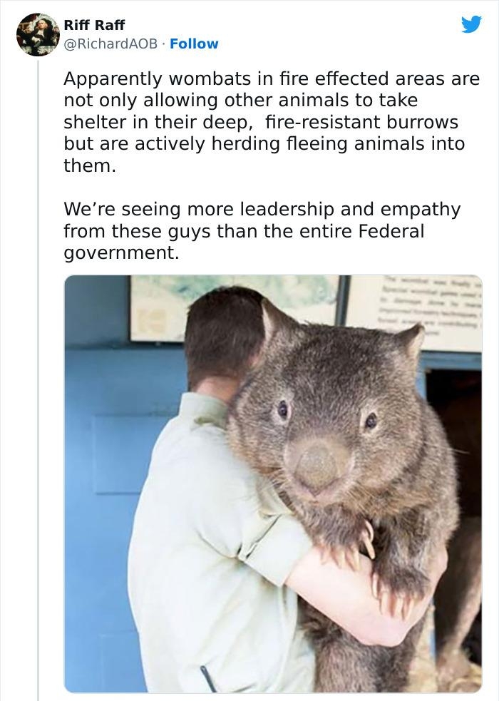 RIff Raff RichardAOB Follow Apparently wombats in fire effected areas are not only allowing other animals to take shelter in their deep fire resistant burrows but are actively herding fleeing animals into them Were seeing more leadership and empathy from these guys than the entire Federal government 955 AM Jan 11 2020 QO 2566K boredpandacom