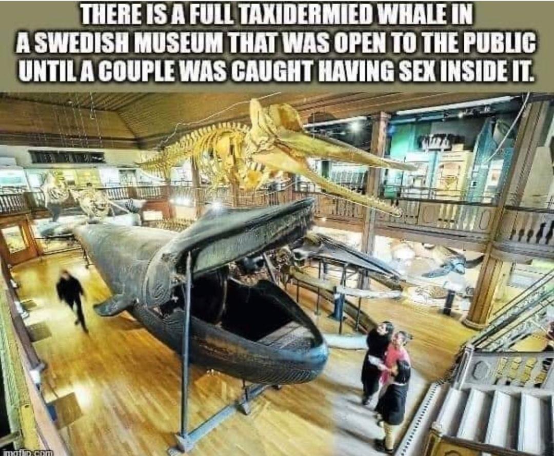 THERE IS A FULL TAKIDERMIED WHALE IN A SWEDISH MUSEUM THAT WAS OPEN TO THE PUBLIC UNTILA COUPLE WAS CAUGHT HAVING SEX INSIDEIT