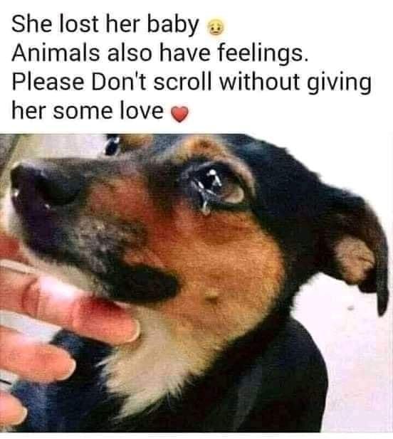 She lost her baby Animals also have feelings Please Dont scroll without giving her some love