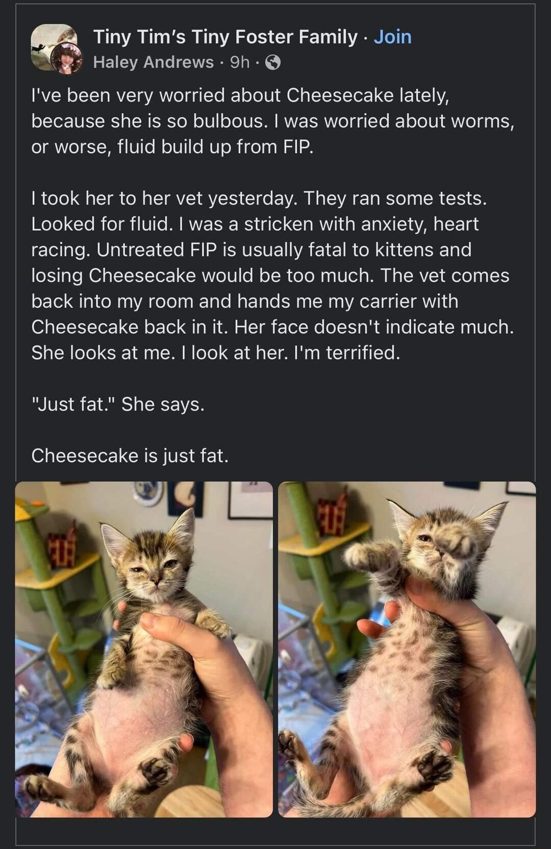 Tiny Tims Tiny Foster Family Join Haley Andrews oh Ive been very worried about Cheesecake lately because she is so bulbous was worried about worms or worse fluid build up from FIP 100k her to her vet yesterday They ran some tests Looked for fluid was a stricken with anxiety heart racing Untreated FIP is usually fatal to kittens and losing Cheesecake would be too much The vet comes back into my roo