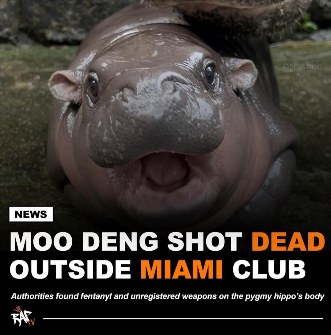 olo o c o o SNS OUTSIDE MIAMI CLUB Authorities found fentany and unregistered weapons on the pygmy hippos body w