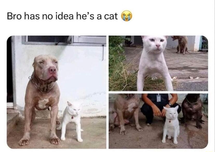 Bro has no idea hes a cat