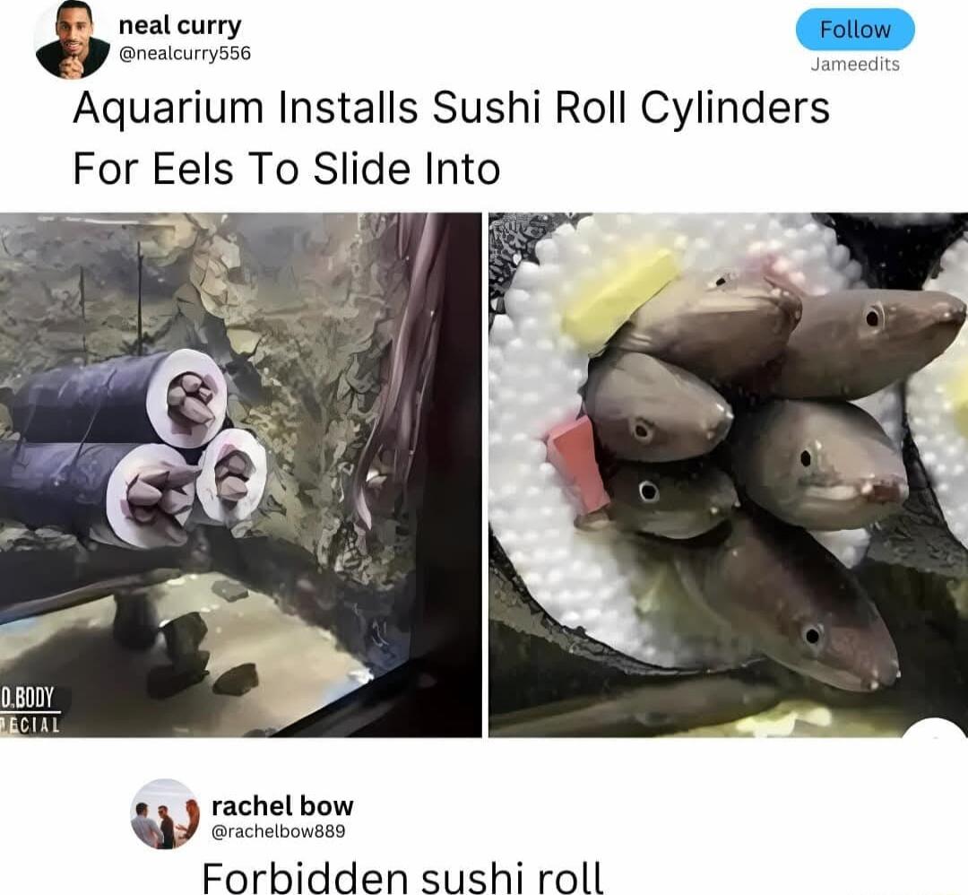 Enencurys Aquarium Installs Sushi Roll Cylinders For Eels To Slide Into e P L 08001 rghel b Forbidden sushi roll