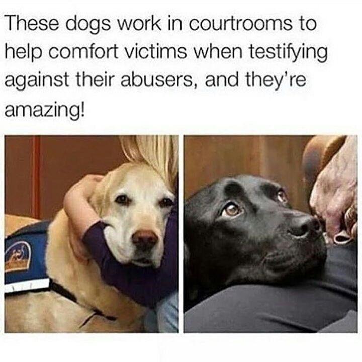 These dogs work in courtrooms to help comfort victims when testifying against their abusers and theyre amazing