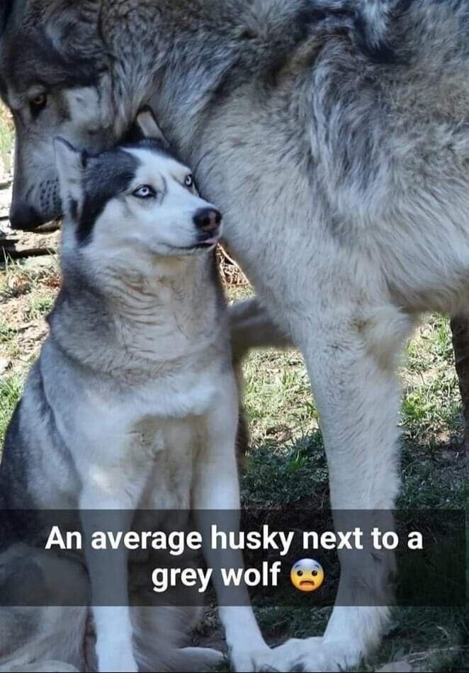 An average husky next to a grey wolf 3