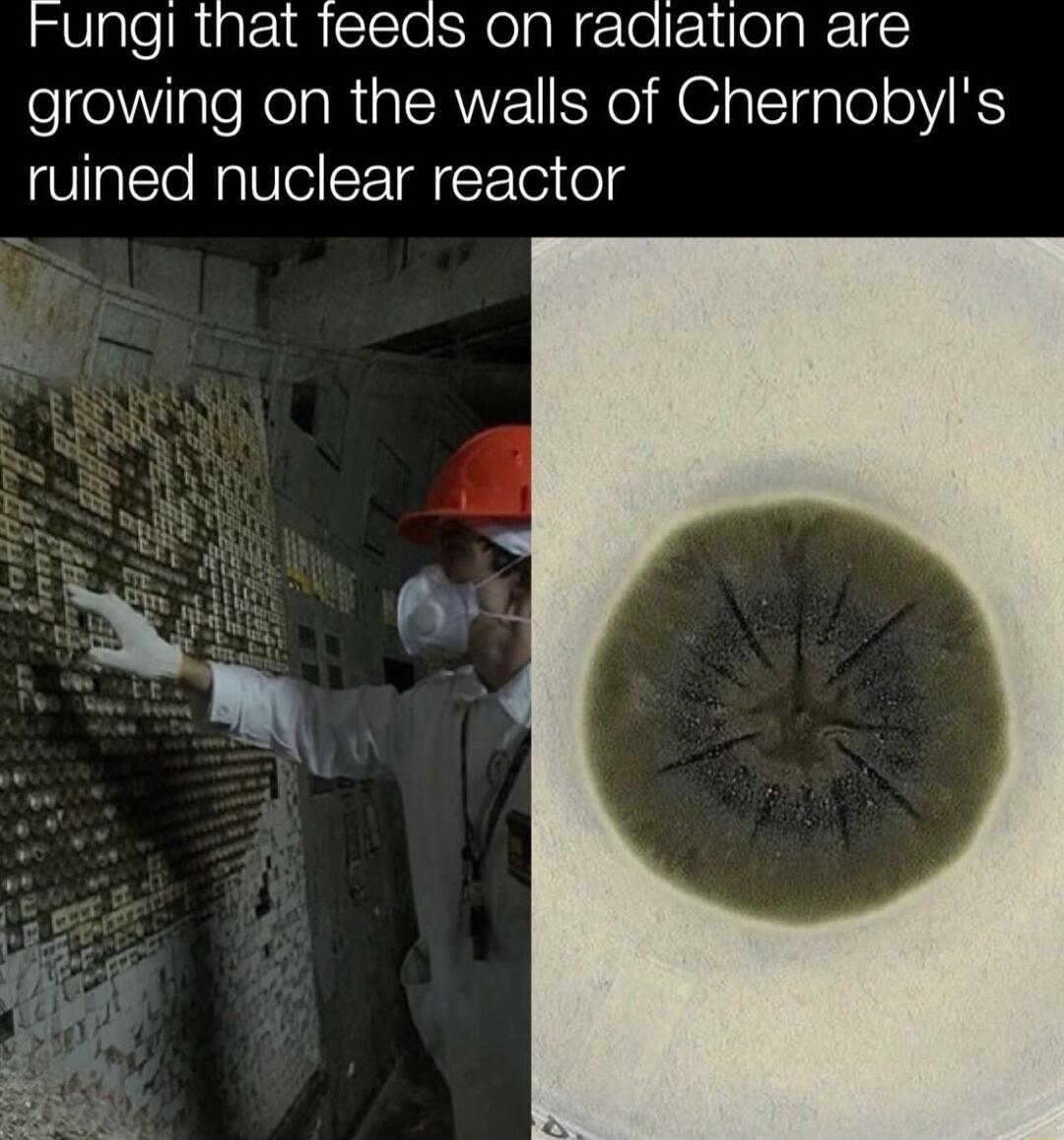 Fungl that feeds on radiation are growing on the walls of Chernobyls ruined nuclear reactor