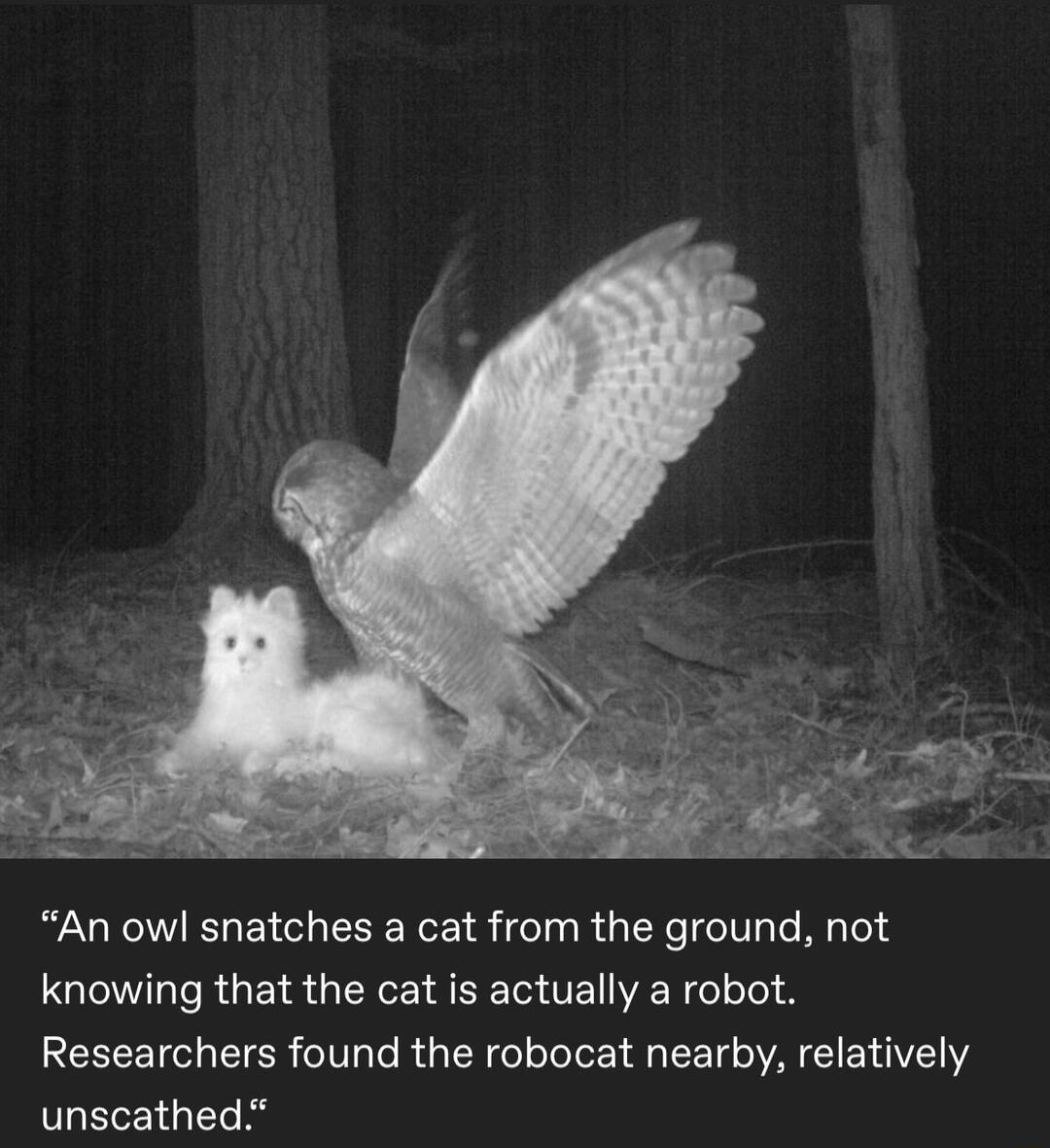 An owl snatches a cat from the ground not QLRGBS G TR EEMTE R I Researchers found the robocat nearby relatively unscathed