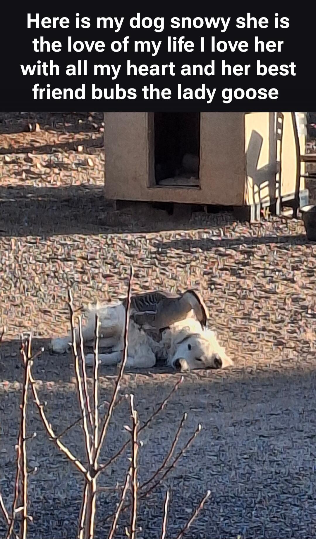 Here is my dog snowy she is the love of my life I love her with all my heart and her best friend bubs the lady goose