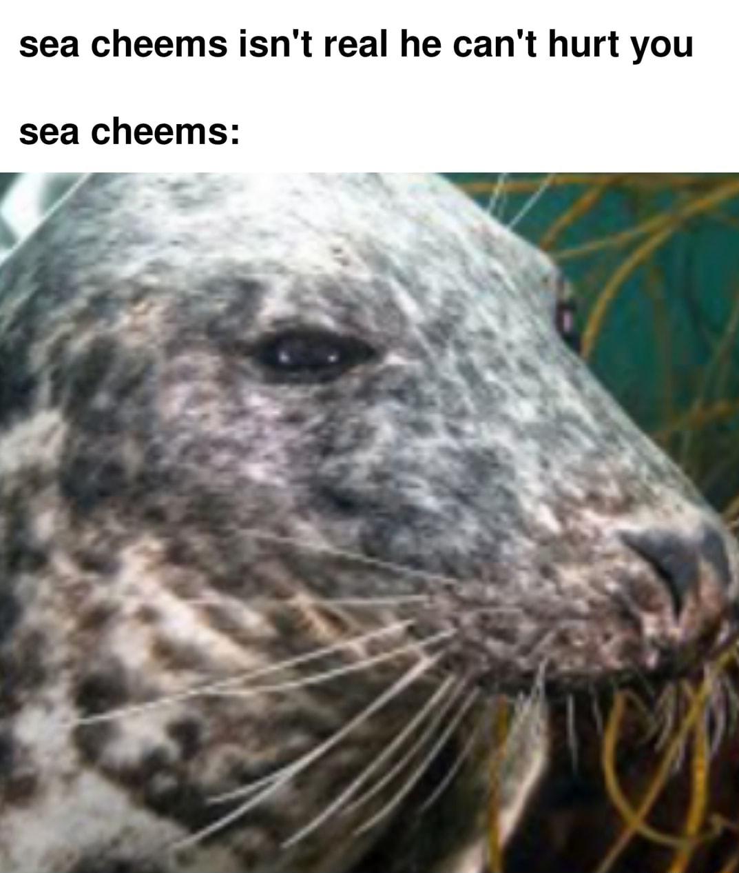 sea cheems isnt real he cant hurt you sea cheems