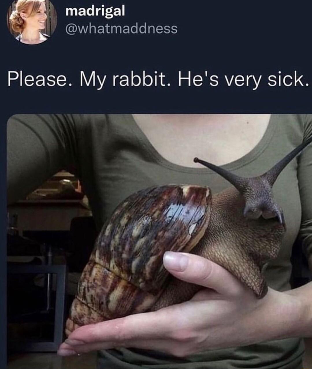 L madrigal 4 whatmaddness Please My rabbit Hes very sick