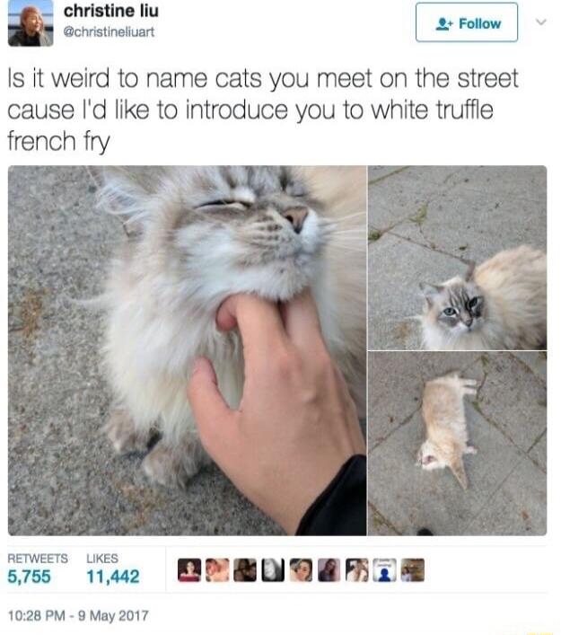 christine liu Gctvistnoluart Is it weird to name cats you meet on the street cause Id like to introduce you to white truffie french fry srss e DNBURE 1028 PM 9 May 2017
