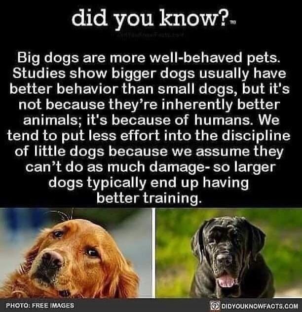 did you know? Big dogs are more well-behaved pets. Studies show bigger dogs usually have better behavior than small dogs, but it's not because they're inherently better animals; it's because of humans. We tend to put less effort into the discipline of little dogs because we assume they can't do as much damage - so larger dogs typically end up havin