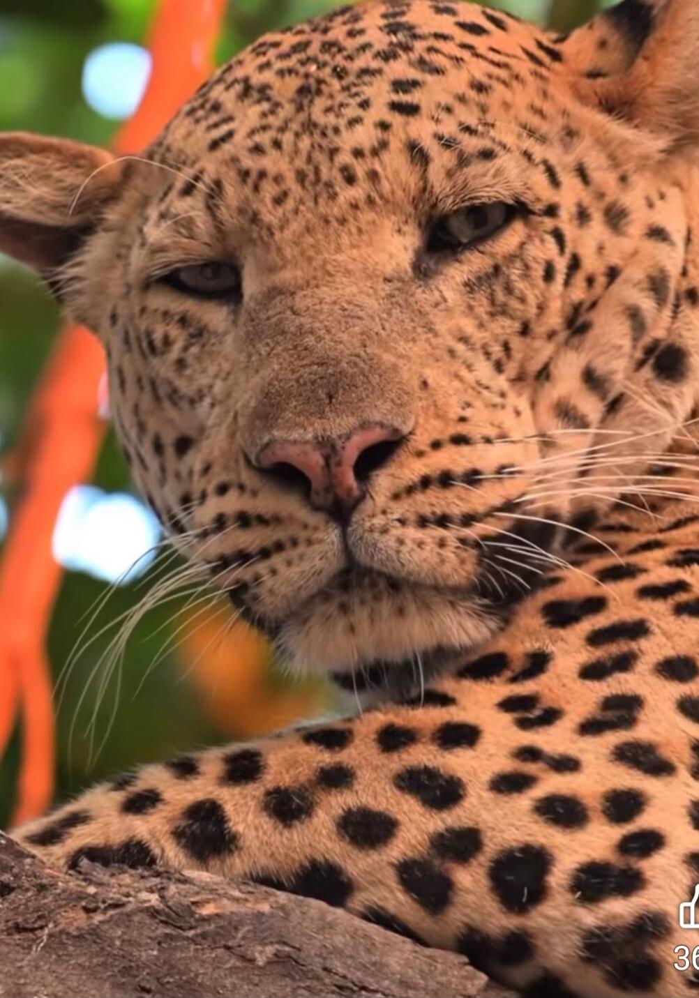 A leopard resting, close-up of its face.