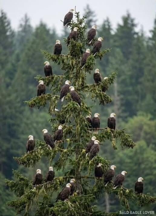 BALD EAGLE LOVER