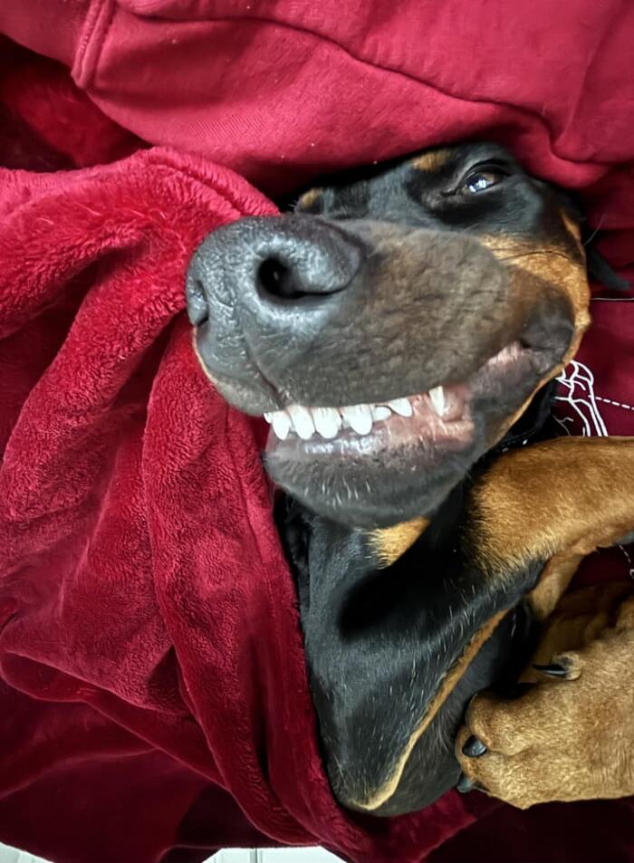 A dog wrapped in a red blanket with a wide smile showing its teeth.