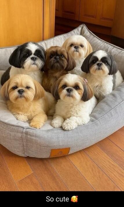 So cute 🥰
Six fluffy dogs sitting in a cozy dog bed.