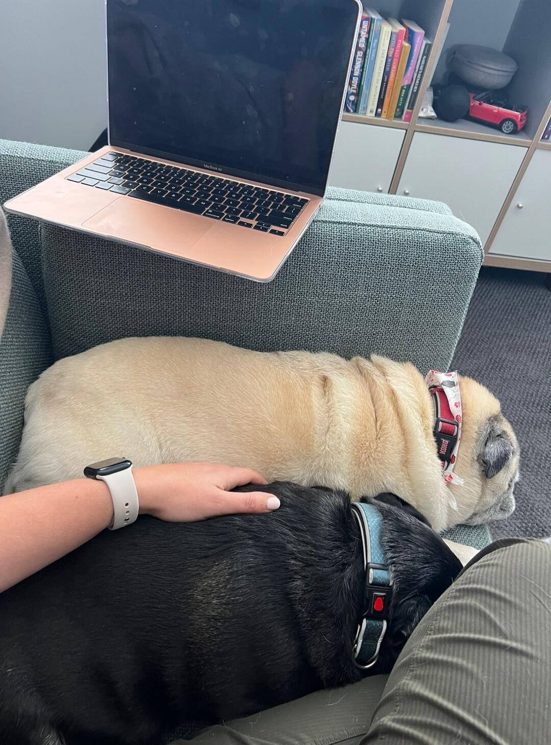 Two dogs are curled up and sleeping on a couch. A laptop rests on the back of the sofa, and a person's hand is gently resting on the black dog's side.