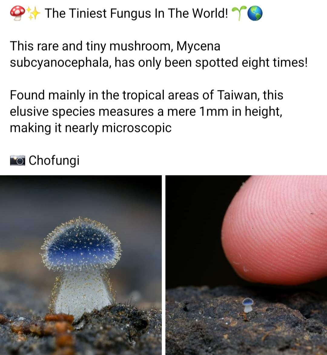 The Tiniest Fungus In The World This rare and tiny mushroom Mycena subcyanocephala has only been spotted eight times Found mainly in the tropical areas of Taiwan this elusive species measures a mere Tmm in height making it nearly microscopic i Chofungi