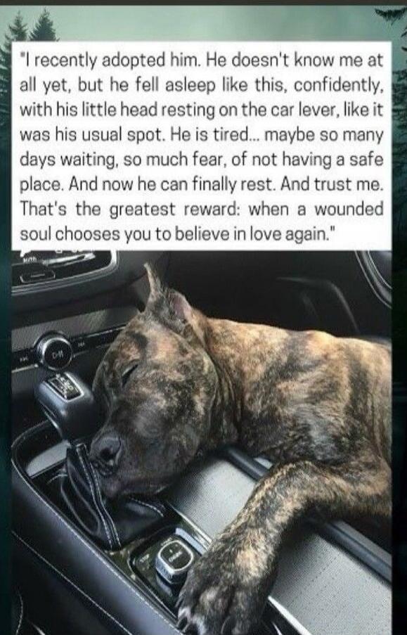 I recently adopted him. He doesn't know me at all yet, but he fell asleep like this, confidently, with his little head resting on the car lever, like it was his usual spot. He is tired... maybe so many days waiting, so much fear, of not having a safe place. And now he can finally rest. And trust me. That's the greatest reward: when a wounded soul c