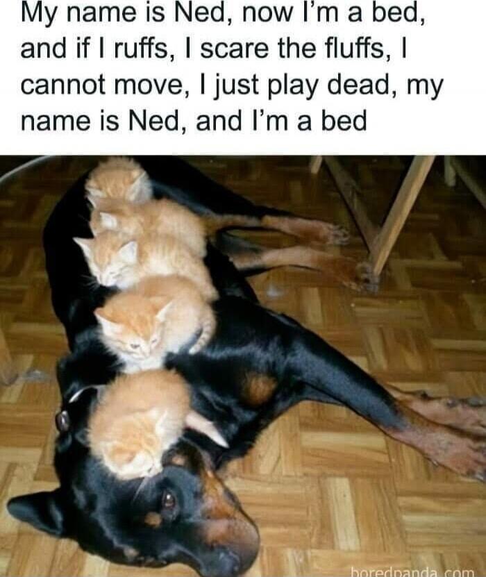 My name is Ned, now I’m a bed, and if ruffs, I scare the fluffs, I cannot move, I just play dead, my name is Ned, and I’m a bed