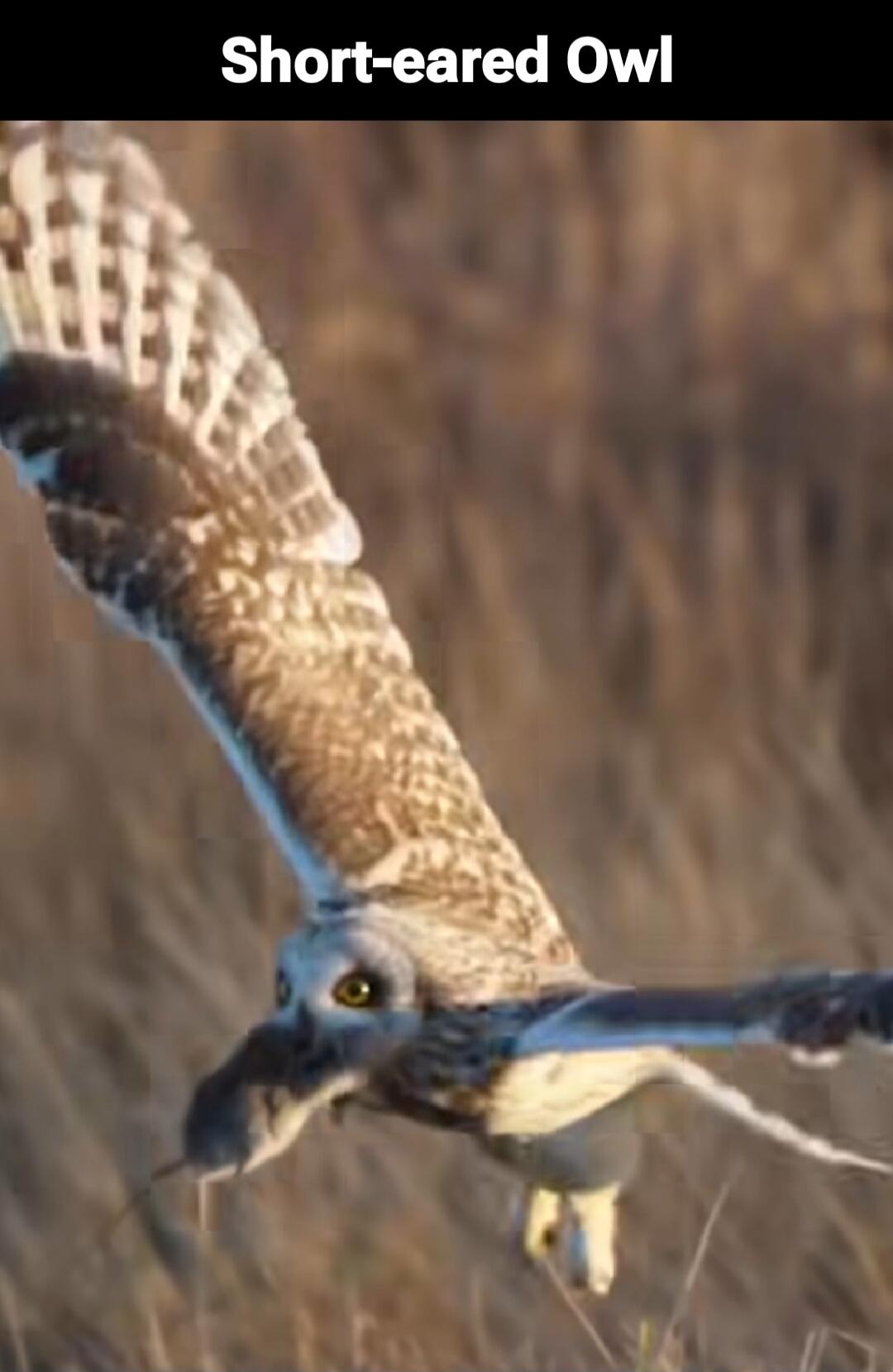 Short-eared Owl