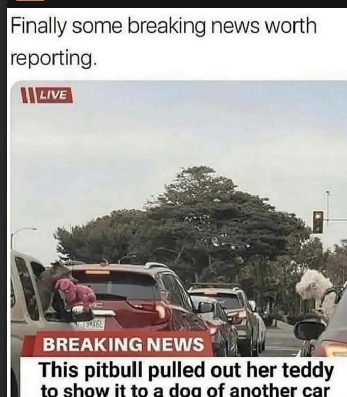 Finally some breaking news worth reporting nem Ths pltbull pulled out her teddy to cshow it to a doa of another car