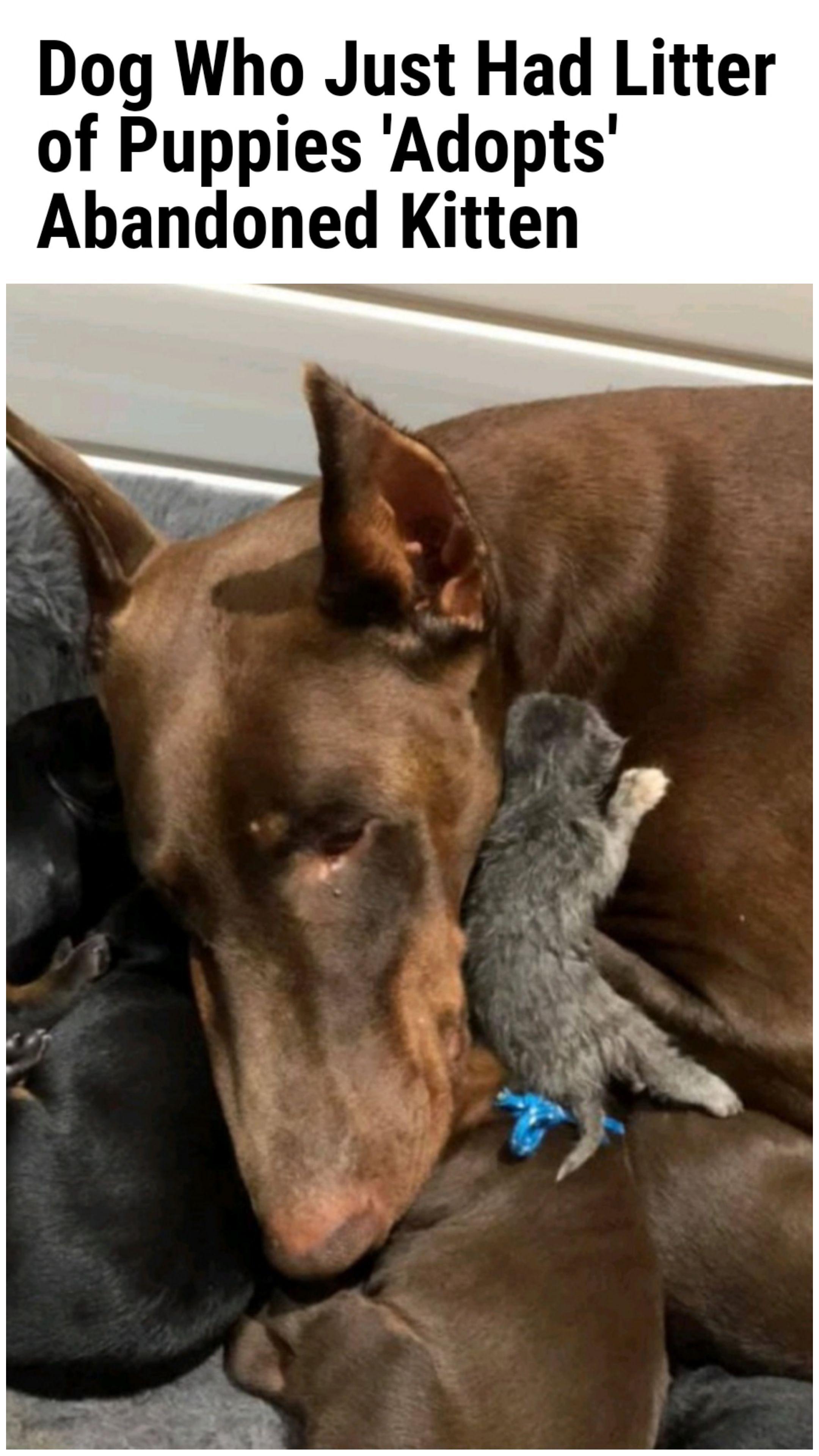 Dog Who Just Had Litter of Puppies Adopts Abandoned Kitten