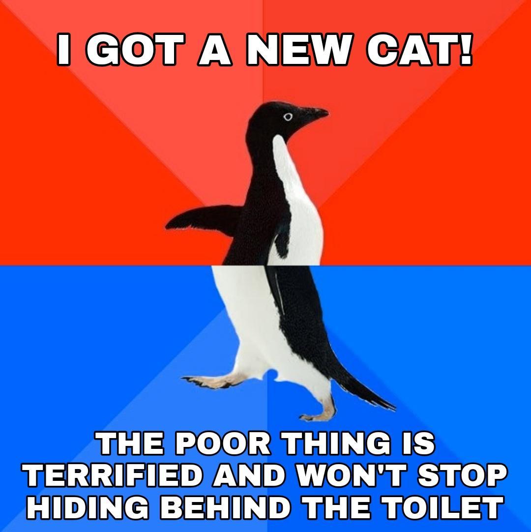 efo AN 3 e A Y THE POOR THING IS TERRIEIEDAND WONT STOP HIDING BEHIND THE TOILET