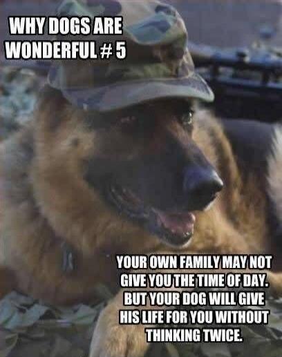 WHY DOGS ARE WONDERFUL #5
YOUR OWN FAMILY MAY NOT GIVE YOU THE TIME OF DAY, BUT YOUR DOG WILL GIVE HIS LIFE FOR YOU WITHOUT THINKING TWICE.