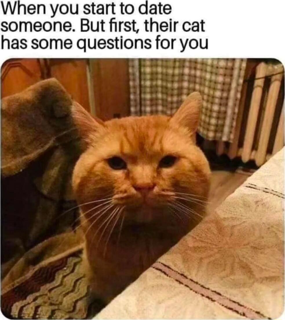 When you start to date someone But first their cat has some questions for you