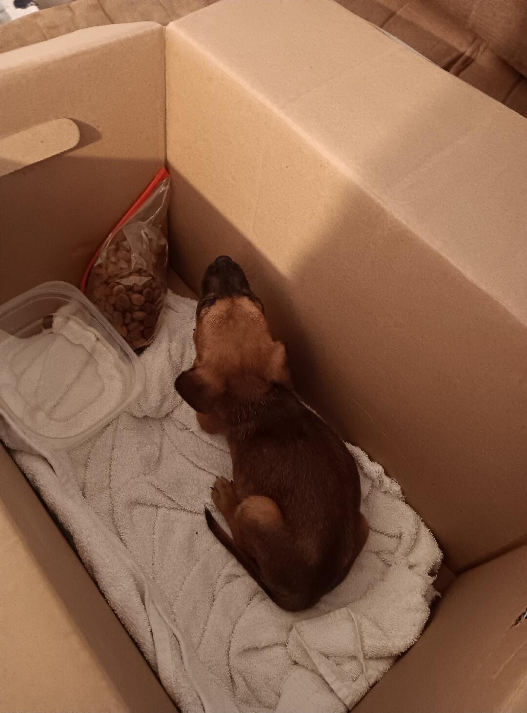A small brown puppy is sitting inside a cardboard box, which is lined with a white towel. Next to the puppy, there is a plastic container and a clear plastic bag filled with dog food.