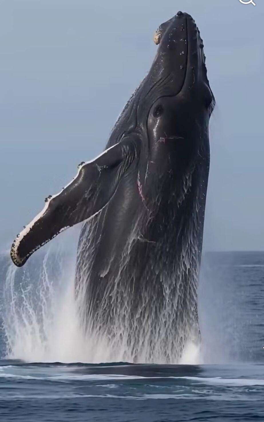 A majestic humpback whale breaches out of the ocean, with water splashing around its dark body. The whale's head and part of its pectoral fin are visible against a clear sky and the sea.