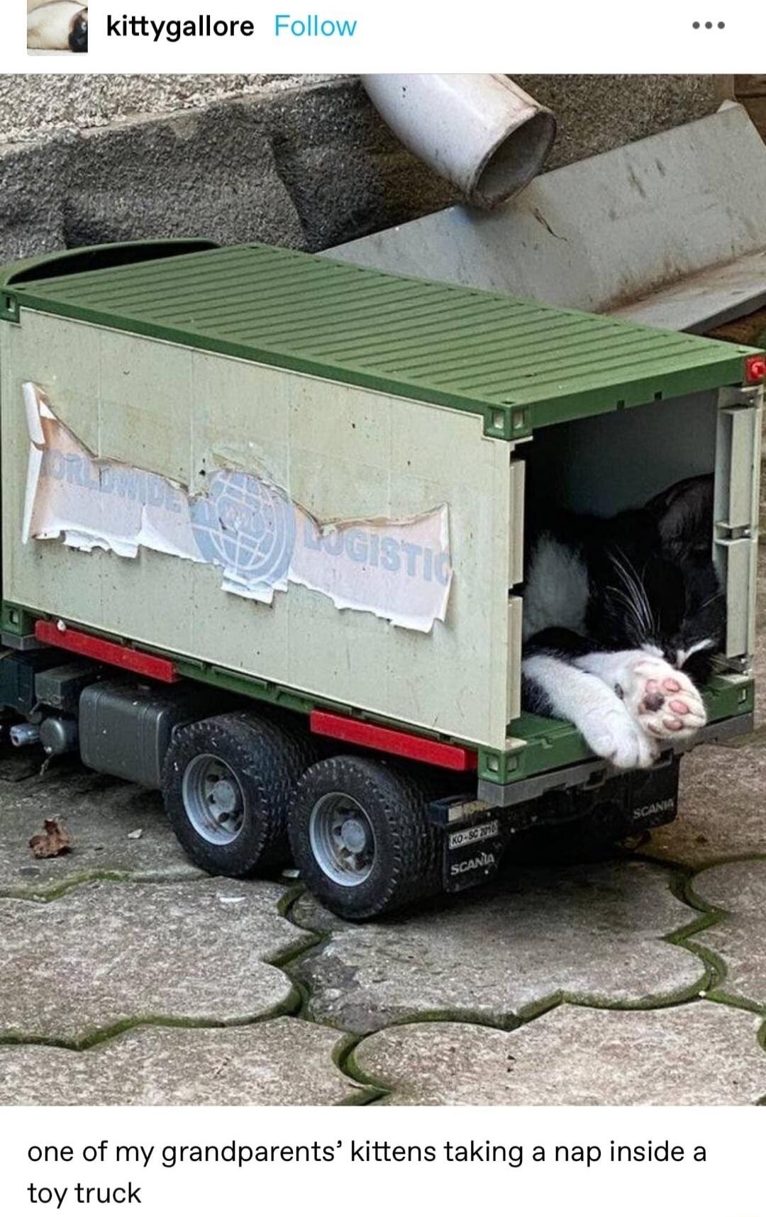 _ vittygaliore one of my grandparents kittens taking a nap inside a toy truck