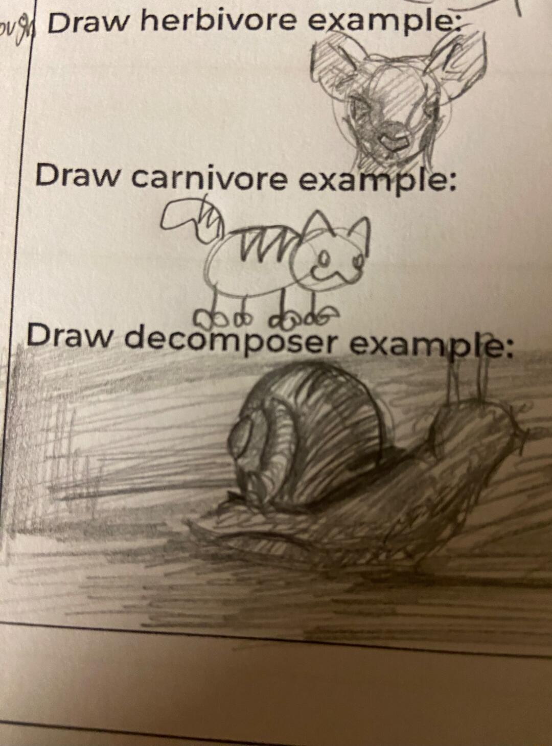 w4 Draw herbivore example St p Draw carmvore example Dy