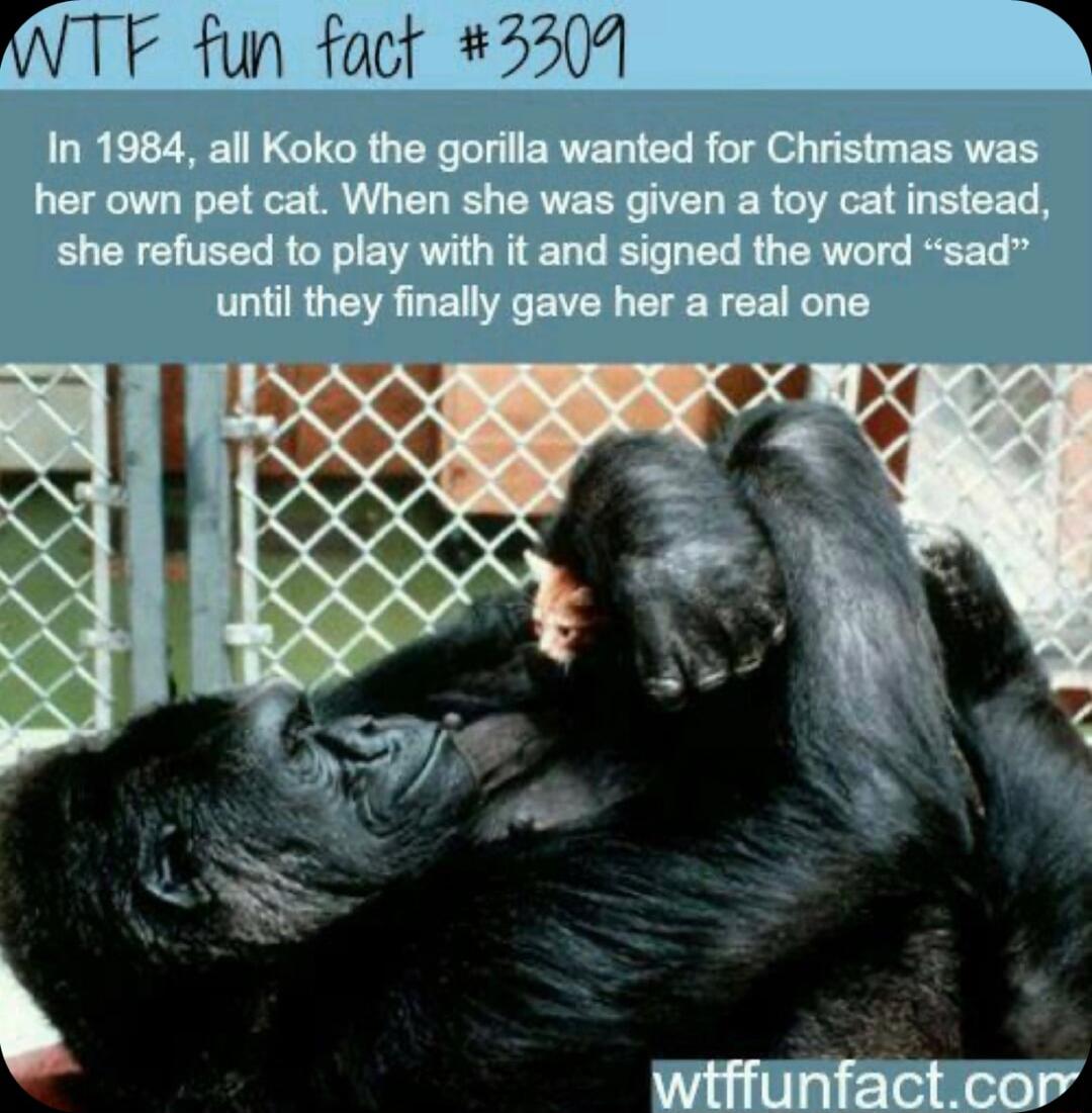 INTF fun fact 3304