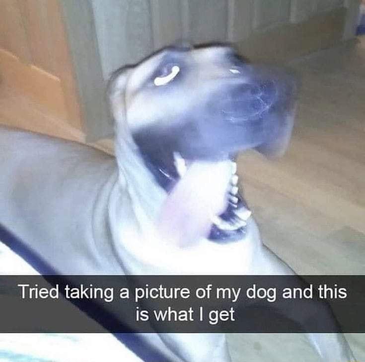 Tried taking a picture of my dog and this is what get