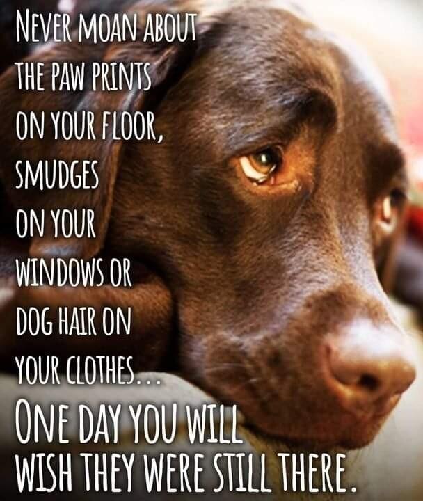 NEYEK MOAN 24007 THE AW NS ONYOURFLOOR 5 SMUDGES N ONYOUR _ 448 INDOWS 08 z DIGHIRON JOURCLOIAES NTRVARIATIES WISH THEY WERE STILL THERE