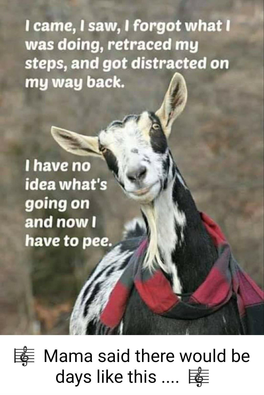 came saw forgot what was doing retraced my steps and got distracted on I TRTETTHF T 3 l haveno idea whats going on and now have to pee Mama said there would be days like this E
