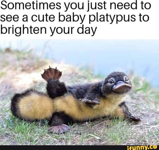 Sometimes you just neea to see a cute baby platypus to brighten your day