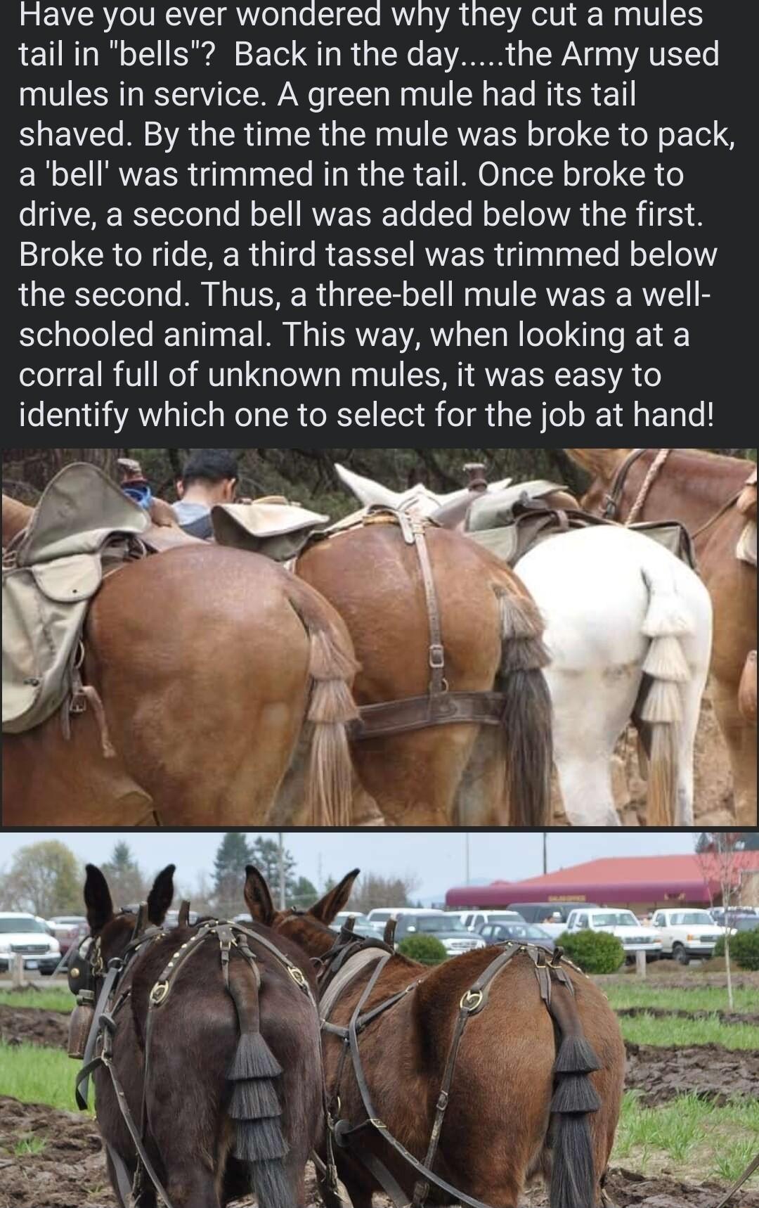 Have you ever wondered why they cut a mules tail in bells Back in the daythe Army used mules in service A green mule had its tail shaved By the time the mule was broke to pack ERCEIRVERR Ul e AU R GER T RO ER el R o drive a second bell was added below the first Broke to ride a third tassel was trimmed below the second Thus a three bell mule was a well schooled animal This way when looking at a cor