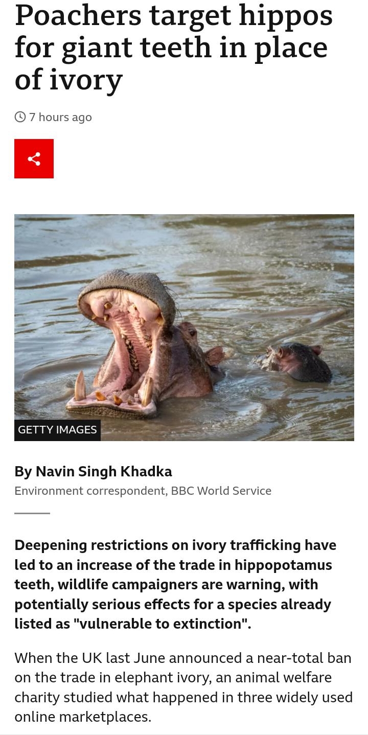 0909 MM 9 O Oo aR92 Poachers target hippos for giant teeth in place of ivory 7 hours ago GETTY IMy By Navin Singh Khadka Environment correspondent BBC World Service Deepening restrictions on ivory trafficking have led to an increase of the trade in hippopotamus teeth wildlife campaigners are warning with potentially serious effects for a species already listed as vulnerable to extinction When the 