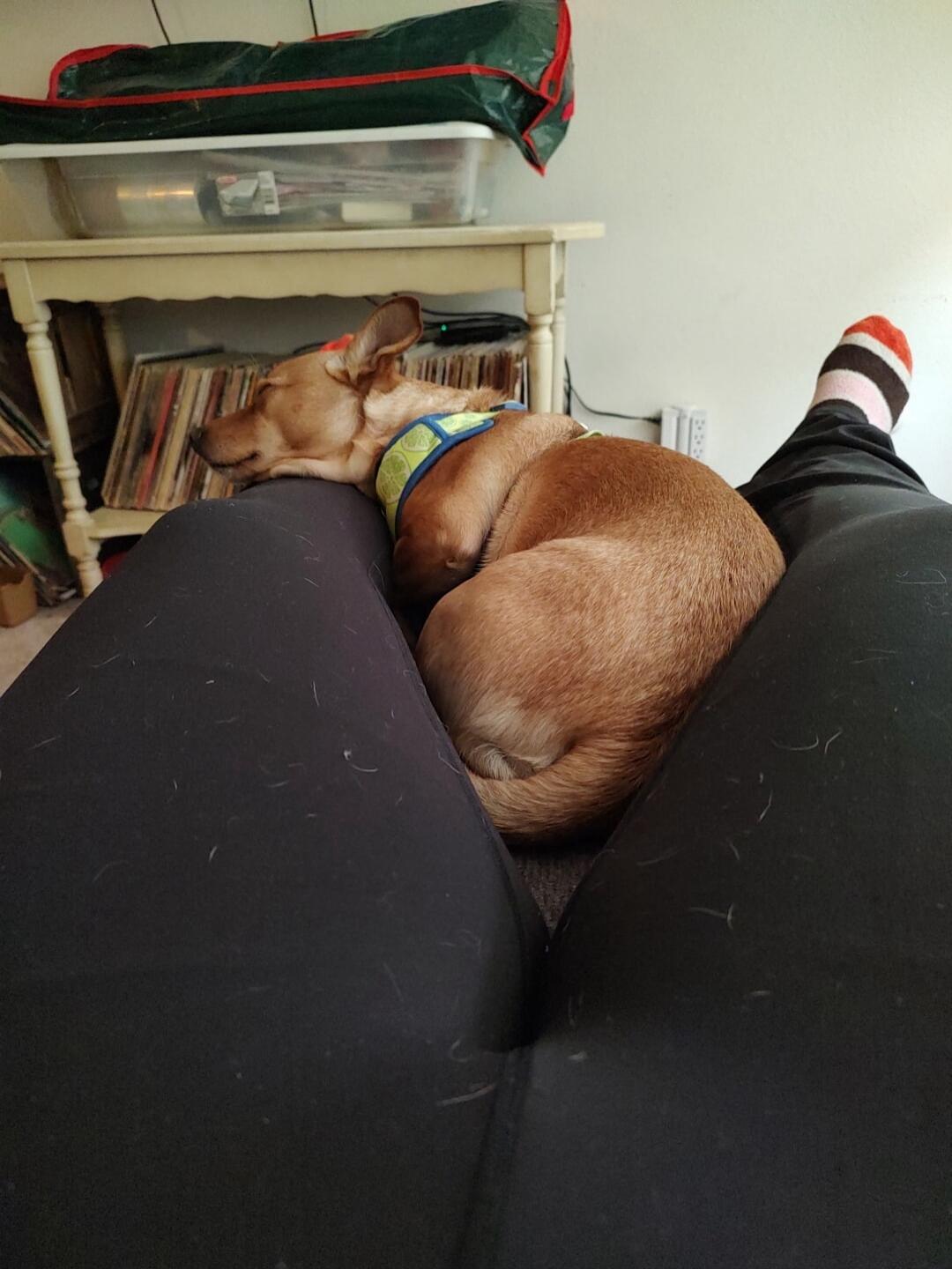 A small brown dog wearing a blue collar is curled up and sleeping between a person’s legs.