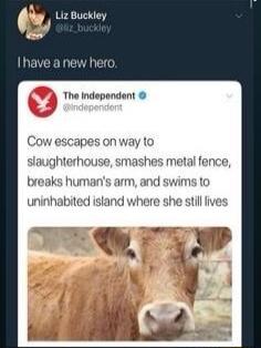 Liz Buckley breaks humans uninhabited istand wh