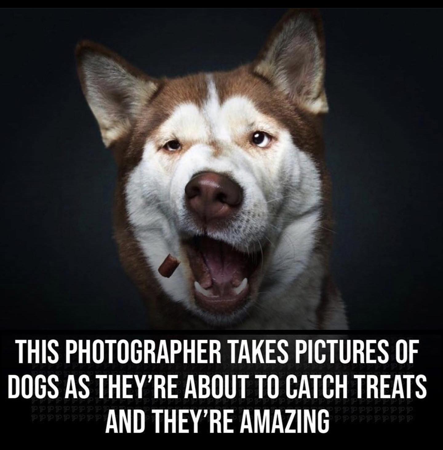THIS PHOTOGRAPHER TAKES PICTURES OF DOGS AS THEYRE ABOUT TO CATCH TREATS AND THEYRE AMAZING