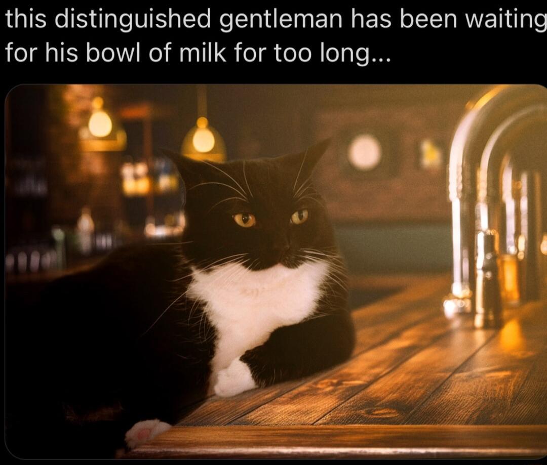 this distinguished gentleman has been waiting for his bowl of milk for too long e