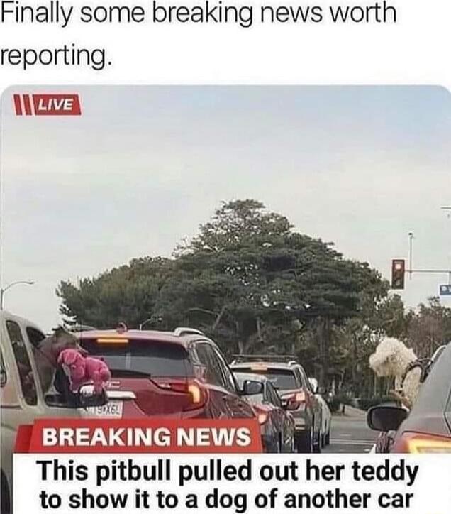 Finally some breaking news worth reporting nez This pitbull pulled out her teddy to show it to a dog of another car