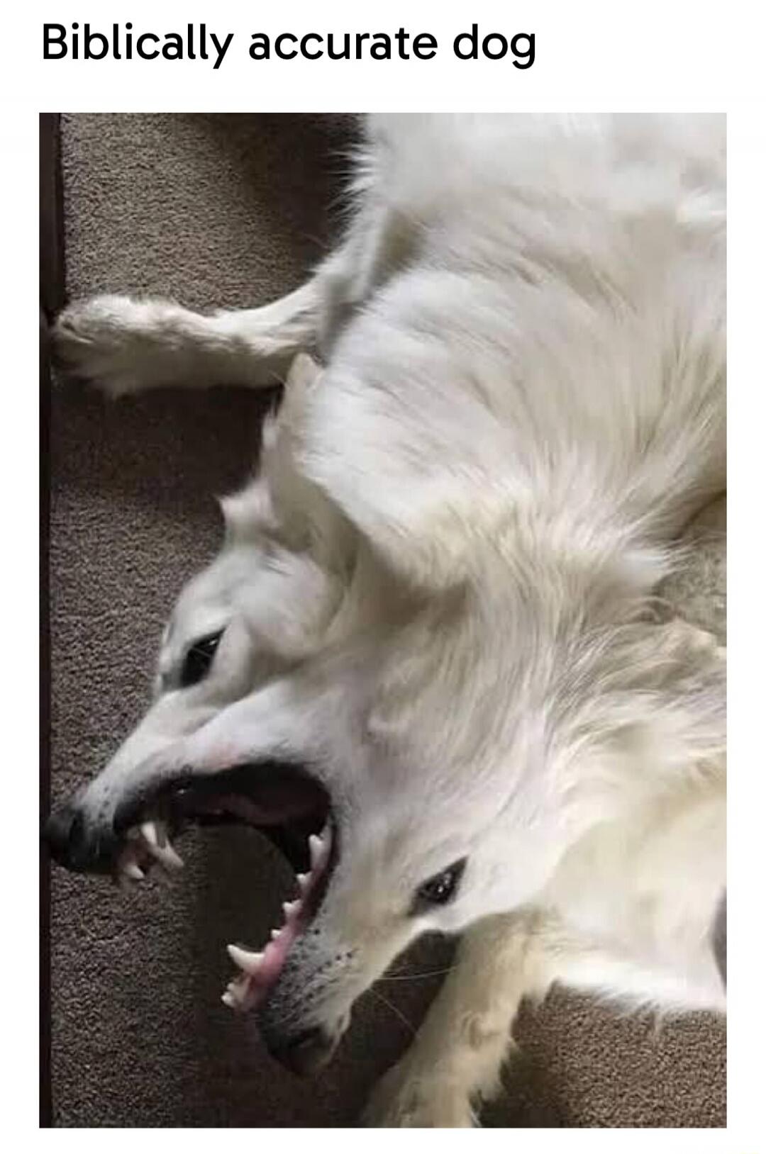 Biblically accurate dog