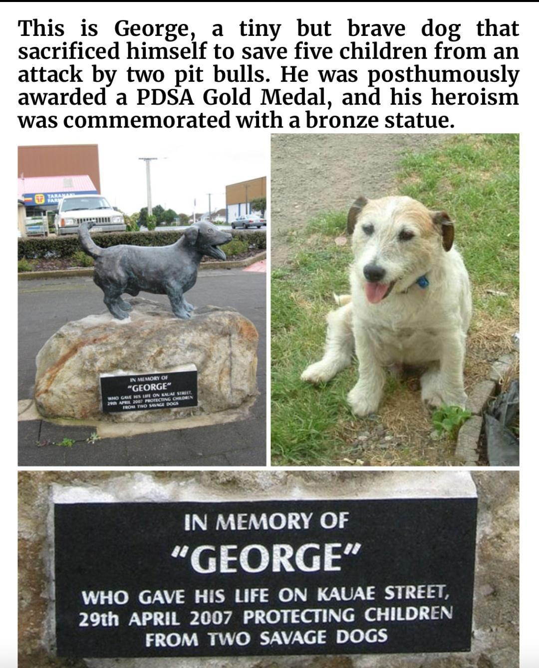 This is George a tiny but brave dog that sacrificed himself to save five children from an attack by two pit bulls He was posthumously awarded a PDSA Gold Medal and his heroism was commemorated with a bronze statue H IN MEMORY OF GEORGE WHO GAVE HIS LIFE ON KAUAE STREET 29th APRIL 2007 PROTECTING CHILDREN FROM TWO SAVAGE DOGS